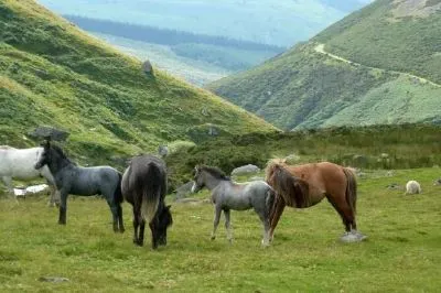 Ponies jigsaw puzzle