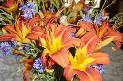 Lilies jigsaw puzzle