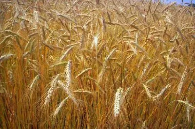 Herbe de foin