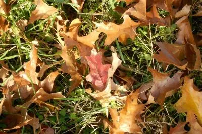 Leaves jigsaw puzzle