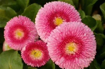 Pink Daisies jigsaw puzzle