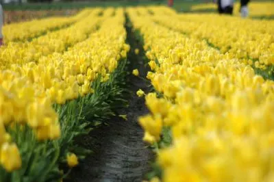 Tulipes jaunes