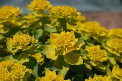 Yellow flowers jigsaw puzzle