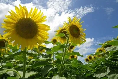 Flowers in the sun jigsaw puzzle