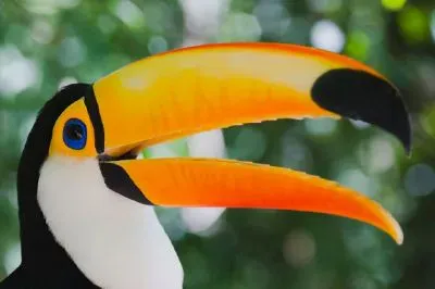 Um tucano
