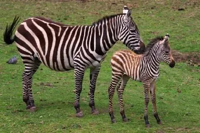 Zebras