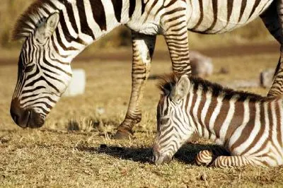 Zebras