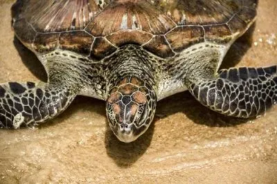 Tortoise jigsaw puzzle