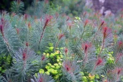 Ground Cover jigsaw puzzle