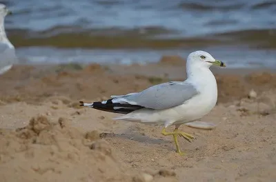 פאזל של שַׁחַף