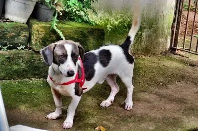 Un cucciolo
