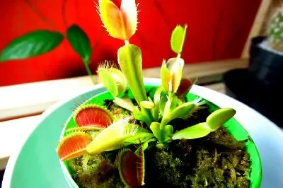 Venus flytrap jigsaw puzzle