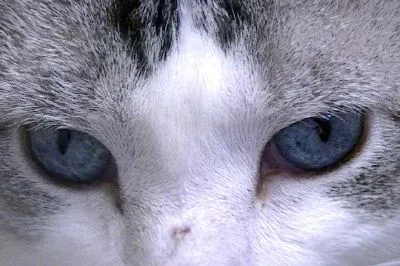 Occhi di gatto