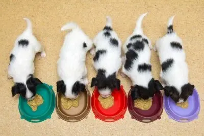 Little Puppies Papillon Eat jigsaw puzzle