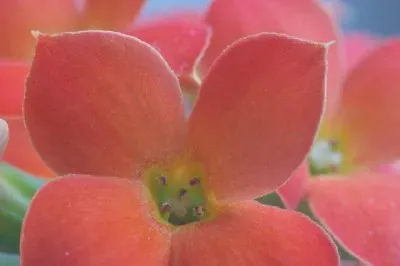 Red Kalanchoe jigsaw puzzle