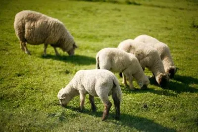 Pecore nel campo