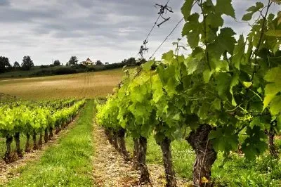 葡萄園
