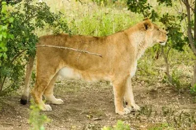 Lion Female jigsaw puzzle