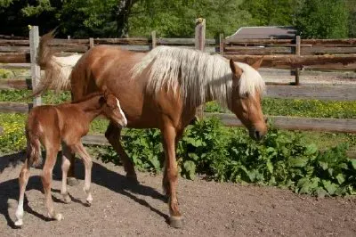 Koń ze źrebakiem