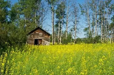 油菜田邊緣的舊木糧倉