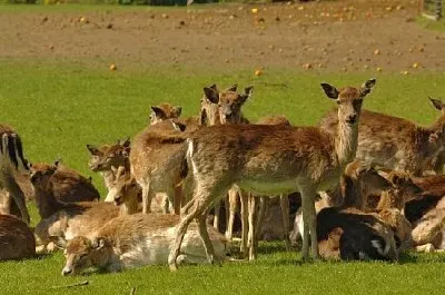 Roe Deer jigsaw puzzle