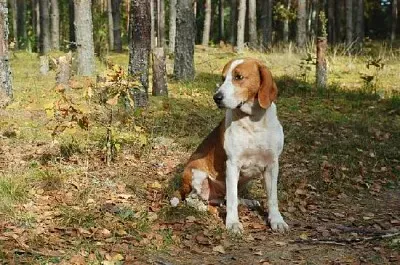 Resting Dog jigsaw puzzle