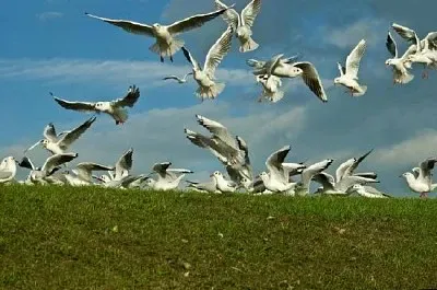 Aves carroñeras