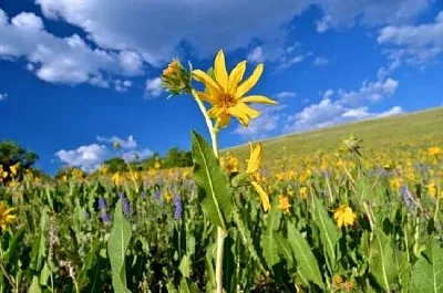 Campo de flores silvestres