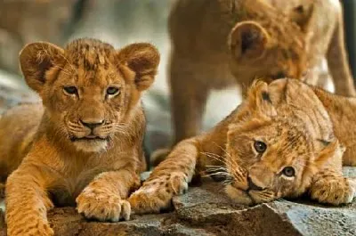 Cuccioli di leone
