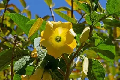 Angels Trumpet jigsaw puzzle