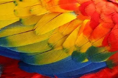 Ailes de perroquet colorées