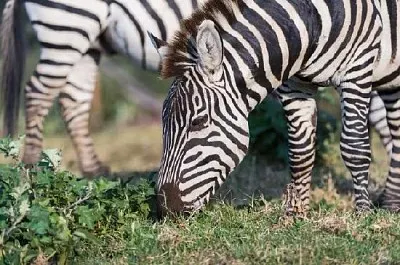 Zebras Pastando