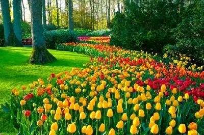 Пролетни цветя в парк