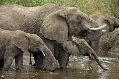 Elefante africano nel parco