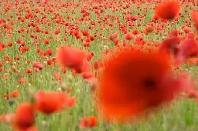 Fleurs de pavot rouge