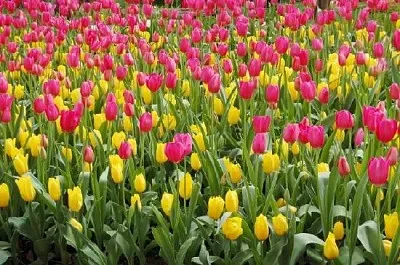 Пролетни цветя