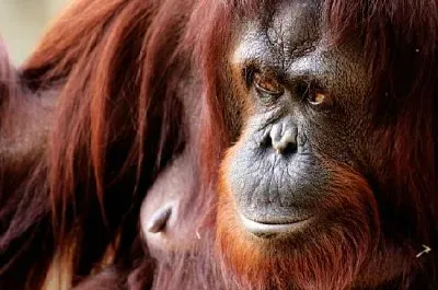 Orangutan marrone rossiccio