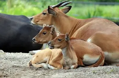 Banteng Mother jigsaw puzzle
