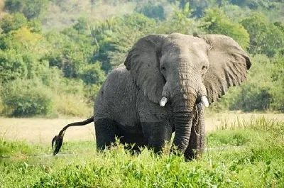 Éléphant sur une rive du Nil