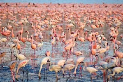 Flamingos Rosa