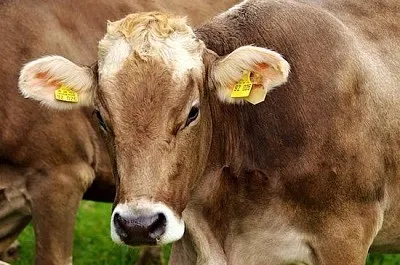 Vaches laitières