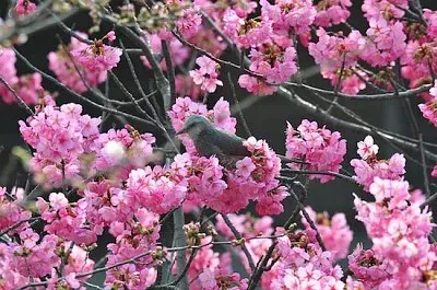 Kirschblüte