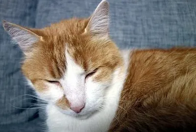 Gato sonolento