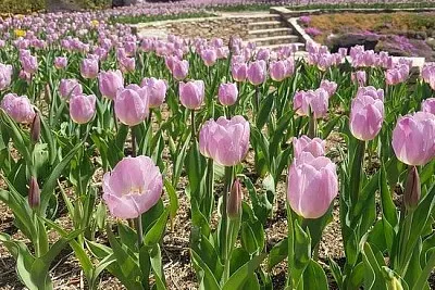 Розови лалета