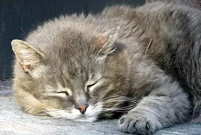Gato Doce Sonolento