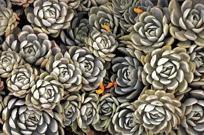 Rocky Succulents jigsaw puzzle