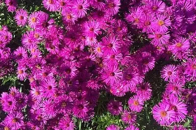 紫の花