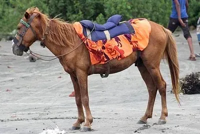 馬
