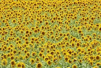 Campo de Girassol