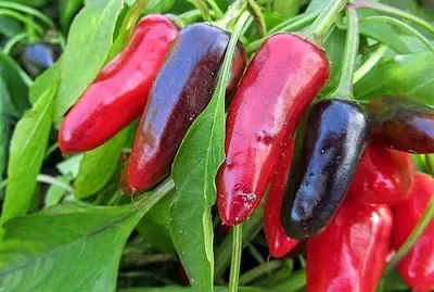 Het peppar